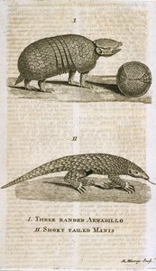 Three Banded Armadillo and Short Tailed Manis, fra 